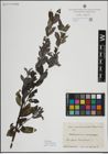 Foto von Salix myrsinifolia Salisb.